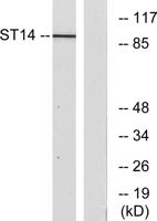 Matriptase Polyclonal Antibody