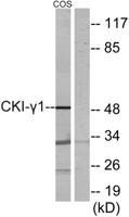 Casein Kinase Iγ1 Polyclonal Antibody