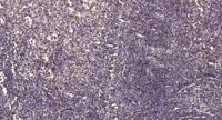 Mat1 Polyclonal Antibody