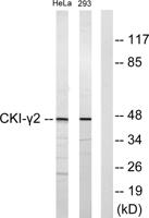 Casein Kinase Iγ2 Polyclonal Antibody