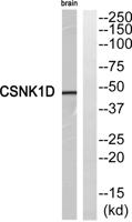 Casein Kinase Iδ Polyclonal Antibody