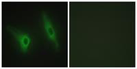 Casein Kinase Iε Polyclonal Antibody