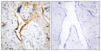 Casein Kinase Iε Polyclonal Antibody
