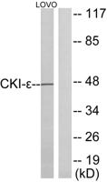 Casein Kinase Iε Polyclonal Antibody