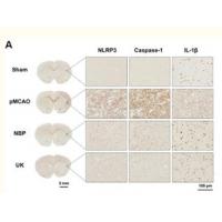 Caspase-1 Polyclonal Antibody