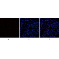 Caspase-1 Polyclonal Antibody