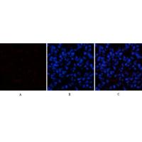 Caspase-1 Polyclonal Antibody