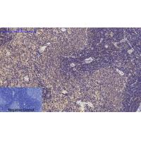 Caspase-1 Polyclonal Antibody