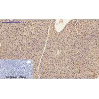 Caspase-1 Polyclonal Antibody