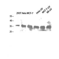 Caspase-1 Polyclonal Antibody