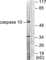 Caspase-10 B/D Polyclonal Antibody