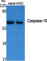 Caspase-10 Polyclonal Antibody
