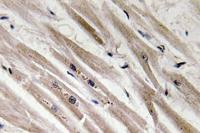 Caspase12 Polyclonal Antibody