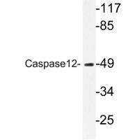 Caspase12 Polyclonal Antibody