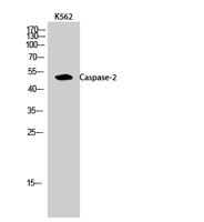 Caspase-2 Polyclonal Antibody