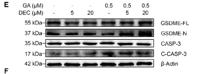 Caspase-3 Polyclonal Antibody