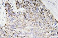 Caspase-4 Polyclonal Antibody