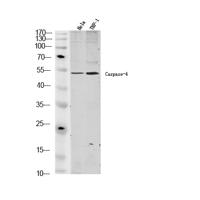 Caspase-4 Polyclonal Antibody