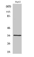 Caspase-6 Polyclonal Antibody
