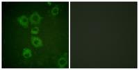 Caspase-6 Polyclonal Antibody