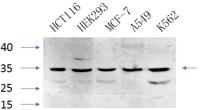 Caspase-7 Polyclonal Antibody