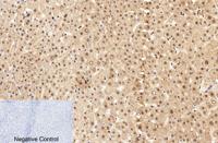 Caspase-7 Polyclonal Antibody