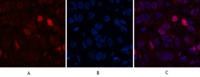 Caspase-7 Polyclonal Antibody