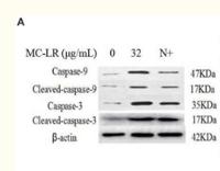 Caspase-9 Polyclonal Antibody