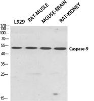Caspase-9 Polyclonal Antibody