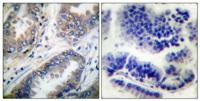 Caspase-9 Polyclonal Antibody