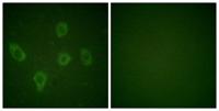 Caspase-9 Polyclonal Antibody