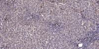 CASPR3 Polyclonal Antibody