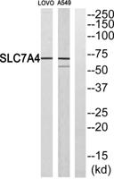 CAT-4 Polyclonal Antibody