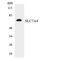 CAT-4 Polyclonal Antibody