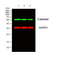 Catalase Polyclonal Antibody