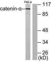 Catenin-α E/N Polyclonal Antibody