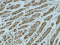 Catenin-α1 Polyclonal Antibody