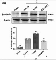 Catenin-β Polyclonal Antibody