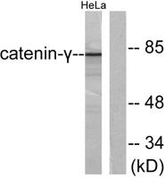 Catenin-γ Polyclonal Antibody
