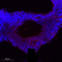 Cathepsin H Polyclonal Antibody