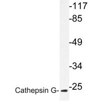 Cathepsin G Polyclonal Antibody