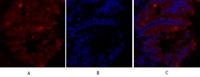 Caveolin-1 Polyclonal Antibody