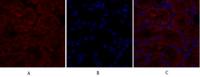 Caveolin-1 Polyclonal Antibody