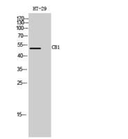 CB1 Polyclonal Antibody