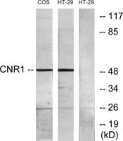 CB1 Polyclonal Antibody