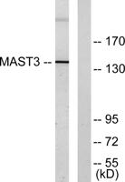 MAST3 Polyclonal Antibody