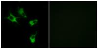 MAST4 Polyclonal Antibody