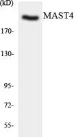 MAST4 Polyclonal Antibody