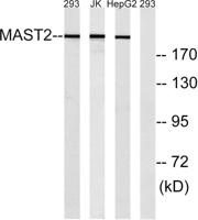 MAST205 Polyclonal Antibody
