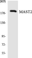 MAST205 Polyclonal Antibody